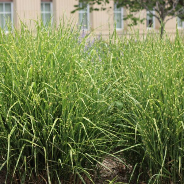Grass, Maiden Porcupine
