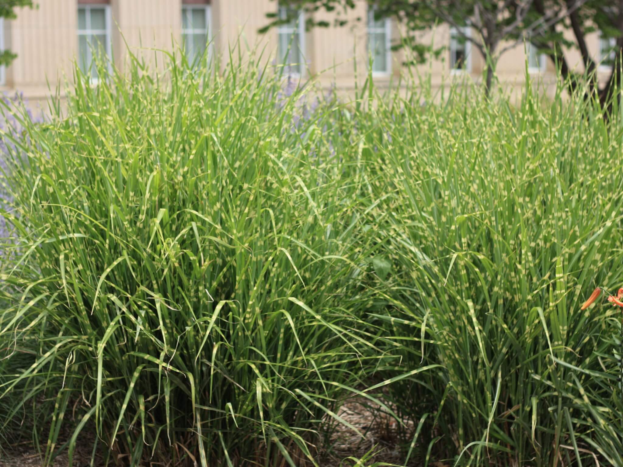 Grass, Maiden Porcupine