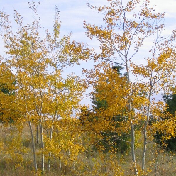 Aspen, Prairie Gold