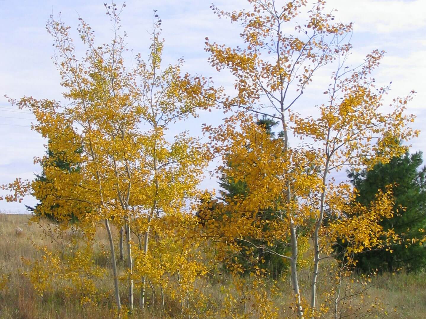 Aspen, Prairie Gold