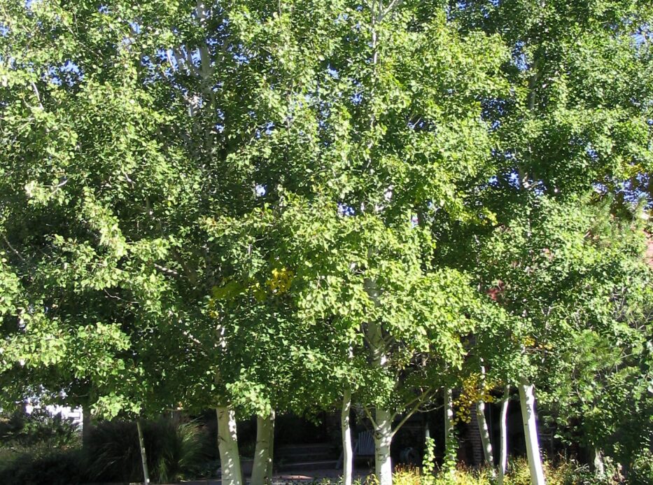Aspen, Prairie Gold Campbell's Nursery