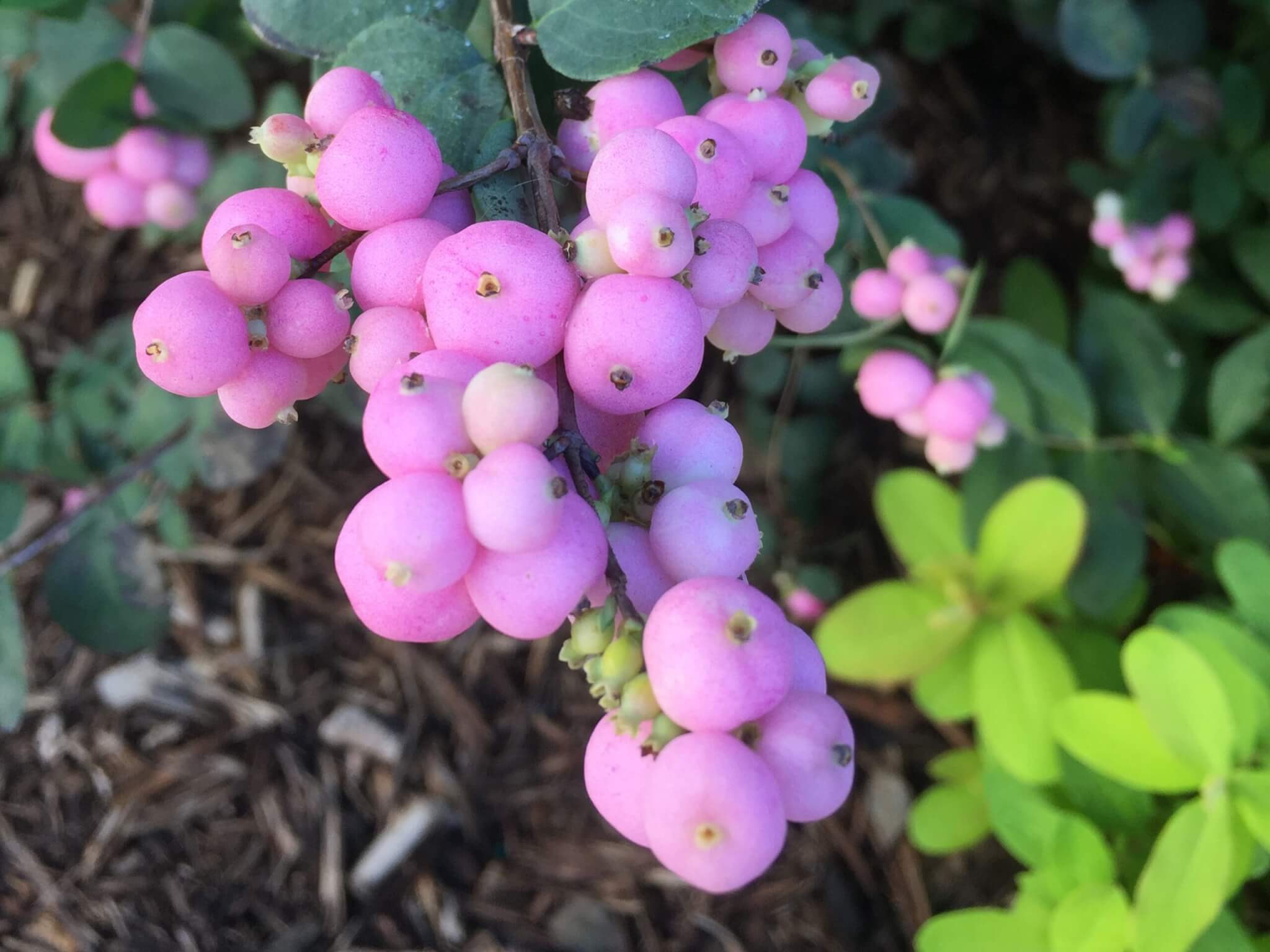 Coralberry, Proud Berry