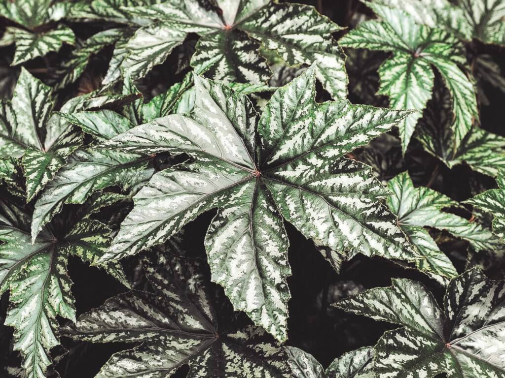 Begonia, Gryphon