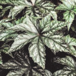 Begonia, Gryphon