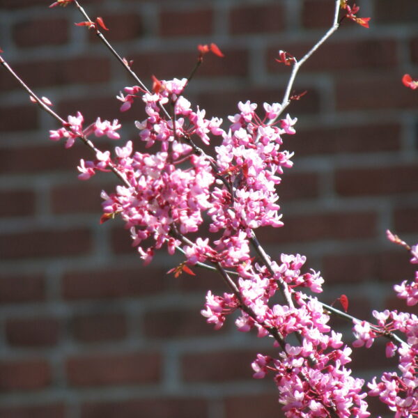 Redbud