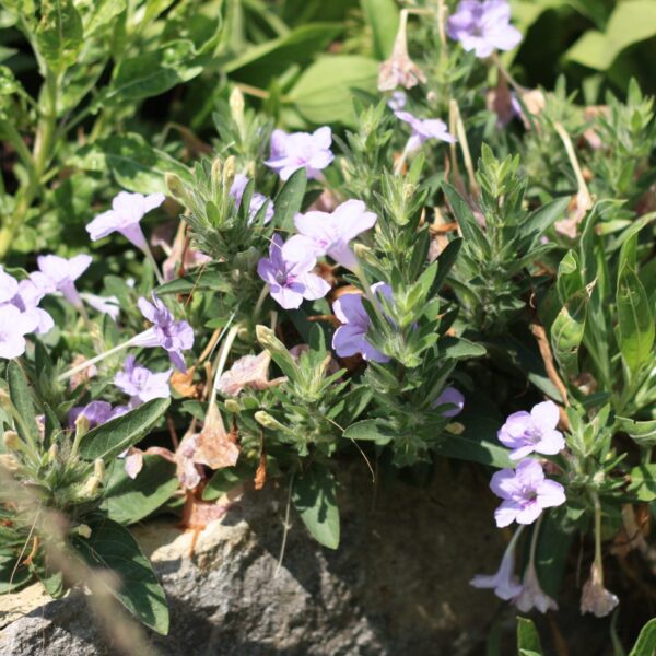 Petunia, Wild