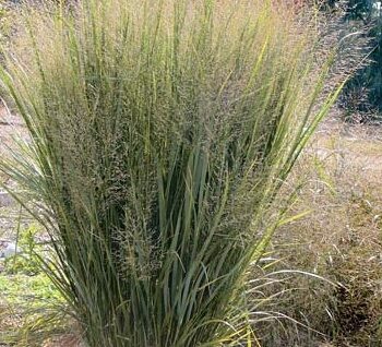 Grass, Switchgrass Northwind