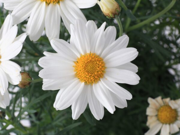 Argyranthemum, Sassy White - Image 2