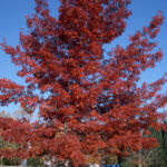 Oak, Scarlet