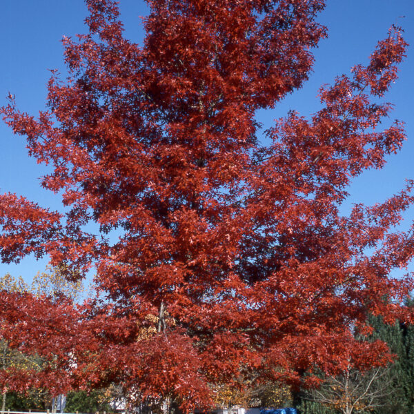 Oak, Scarlet