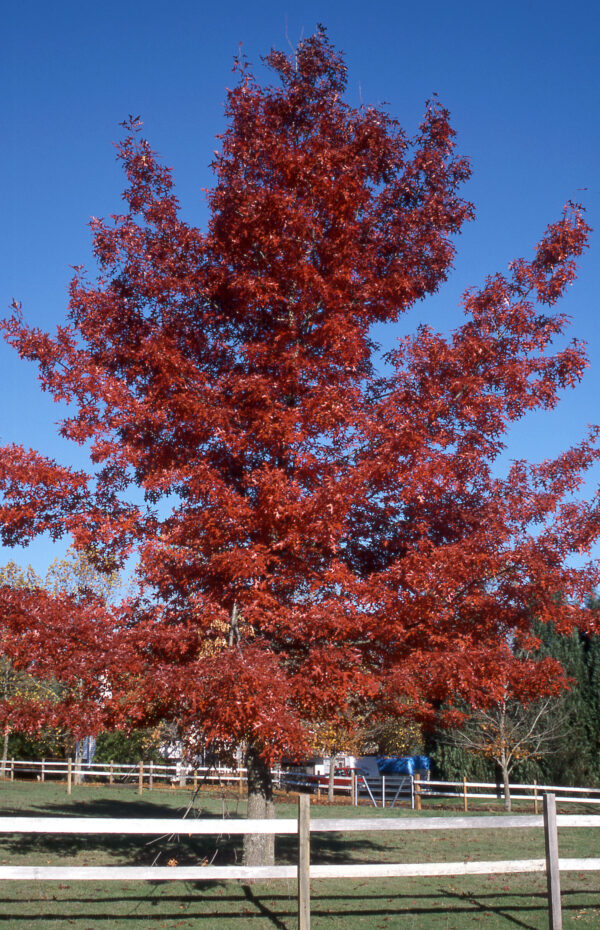 Oak, Scarlet