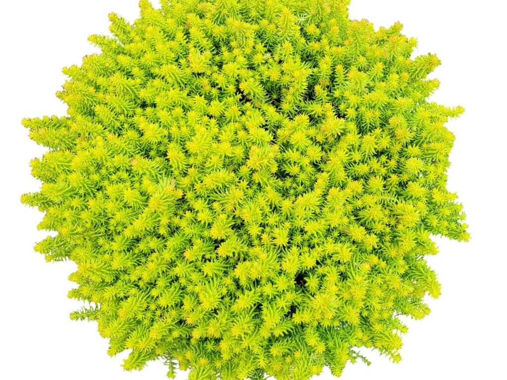 Sedum, Angelina’s Teacup