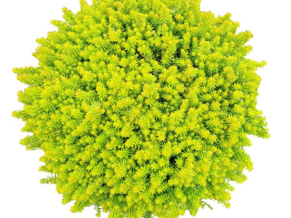 Sedum, Angelina's Teacup
