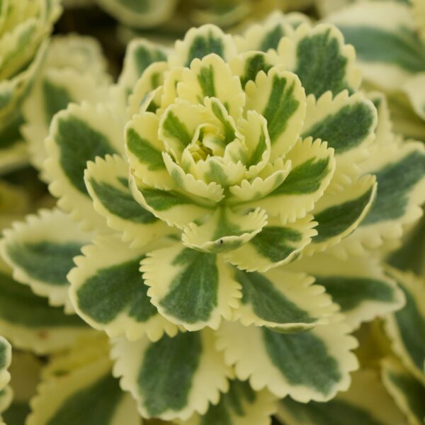 Sedum, Atlantis