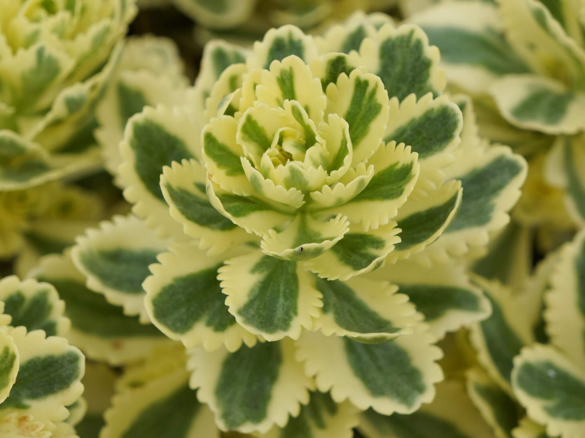 Sedum, Atlantis