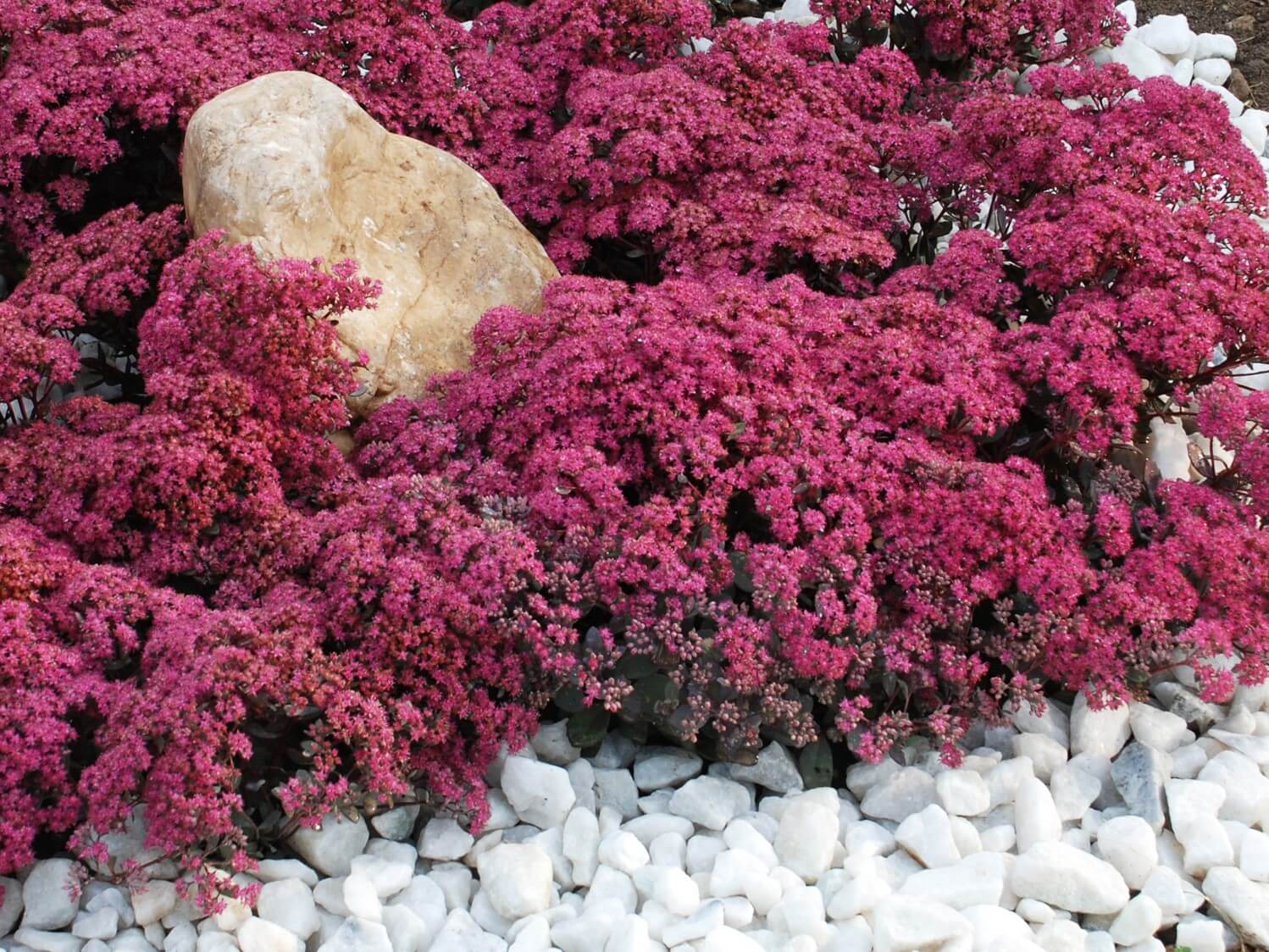 Sedum, Sunsparkler Dazzleberry