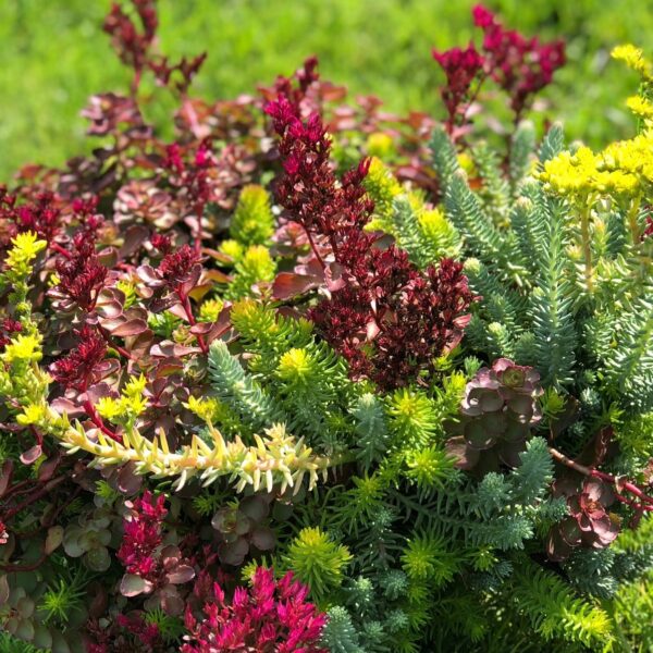 Sedum, Flaming Carpet