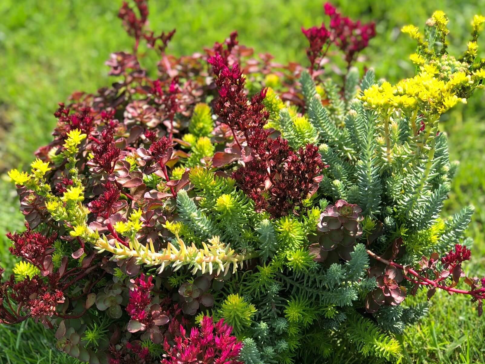 Sedum, Flaming Carpet