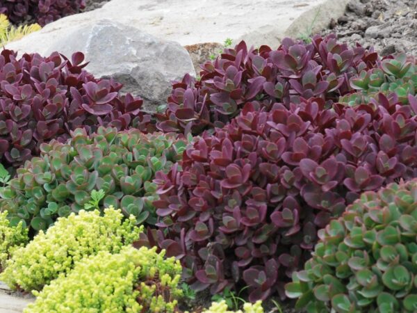 Sedum, Firecracker - Image 2