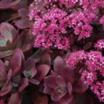 Sedum, Firecracker