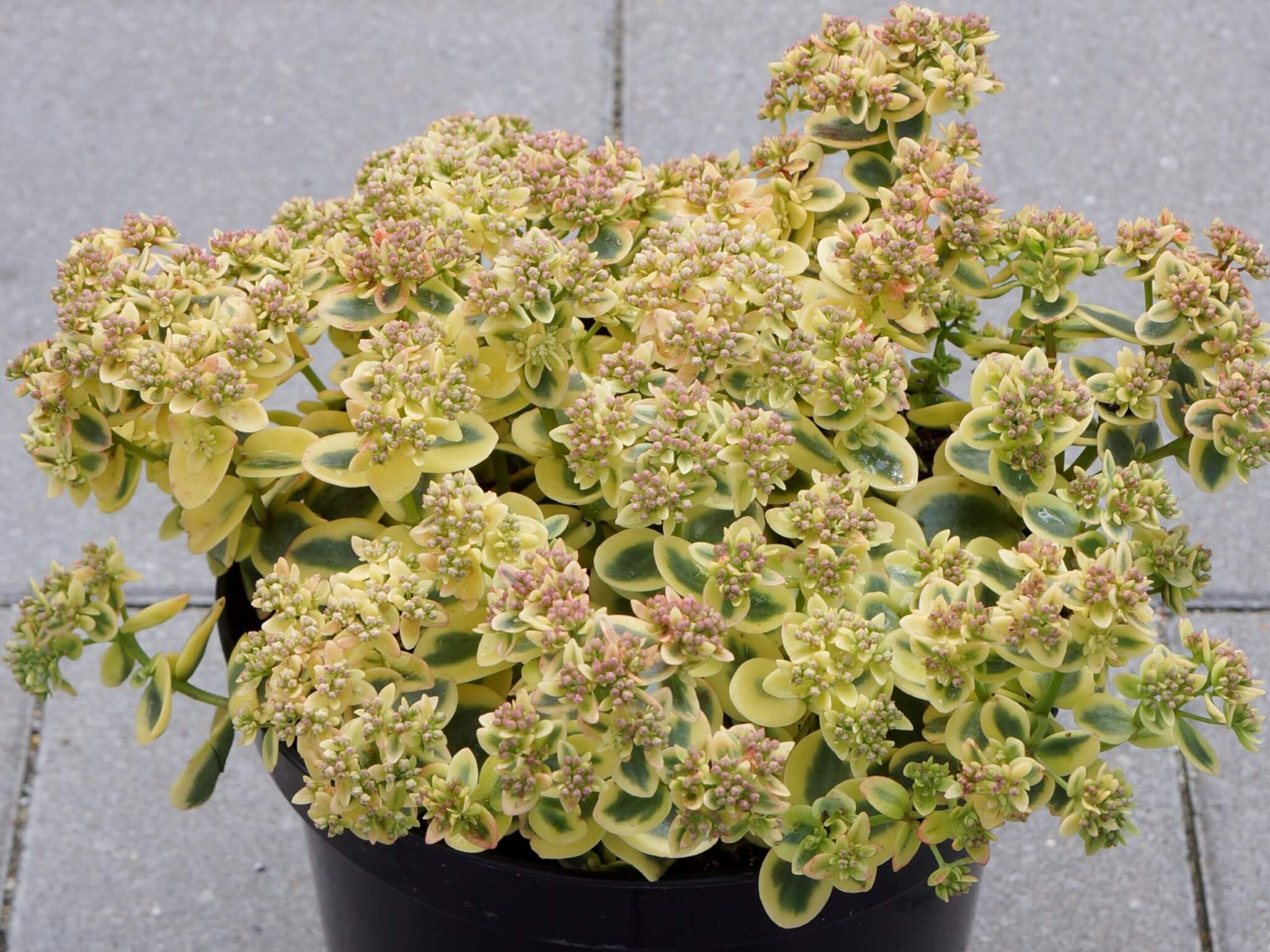 Sedum, Lime Twister