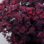 Sedum, SunSparkler Plum Dazzled