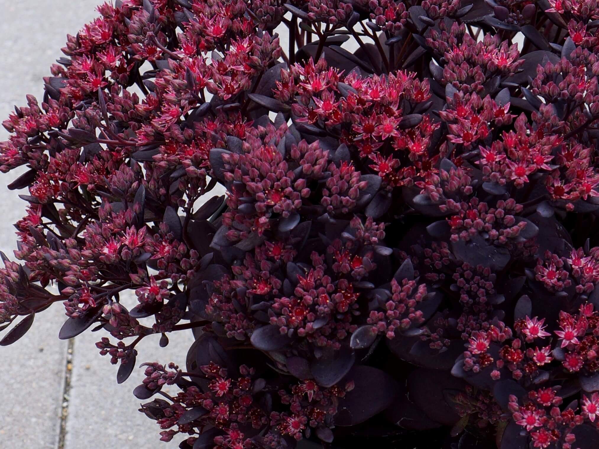 Sedum, SunSparkler Plum Dazzled