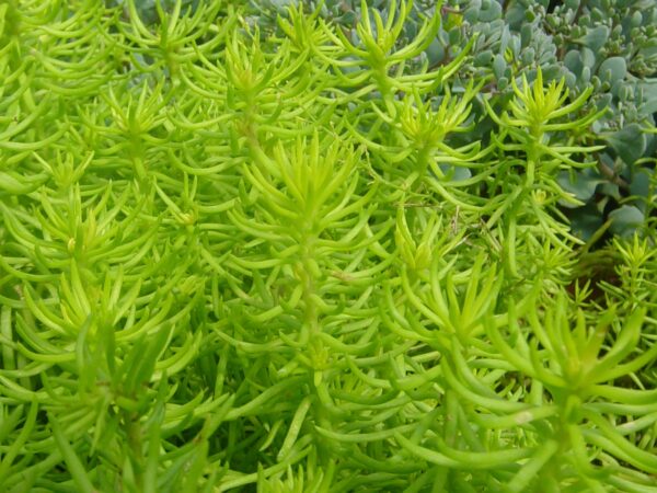 Sedum, Angelina