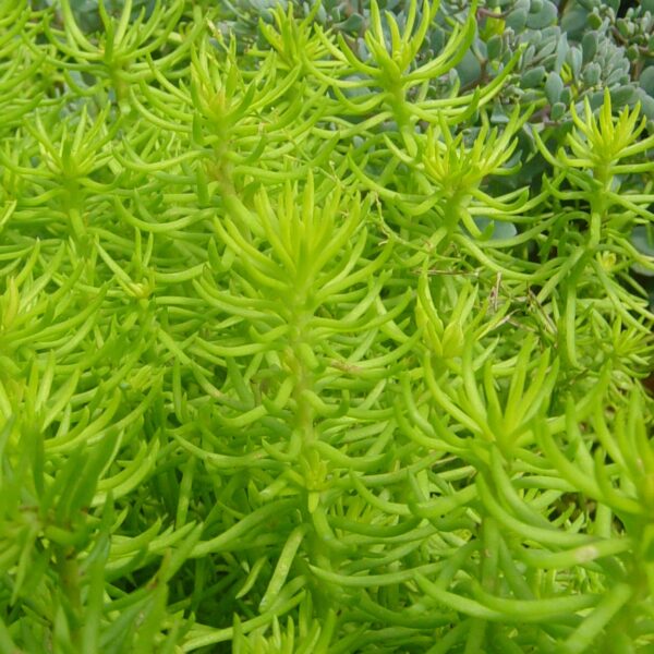 Sedum, Angelina