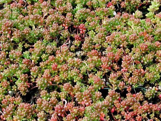 Sedum, Coral Carpet