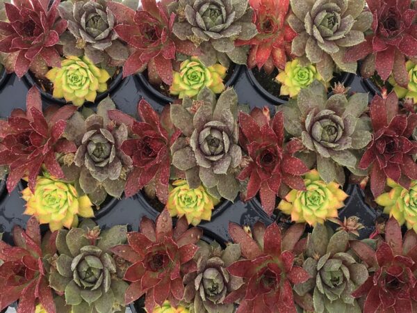 Hen & Chicks, Trio Candied Campfire