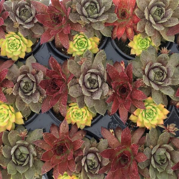 Hen & Chicks, Trio Candied Campfire