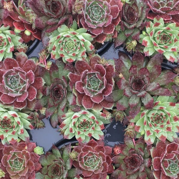 Hen & Chicks, Trio Cherry Cordial