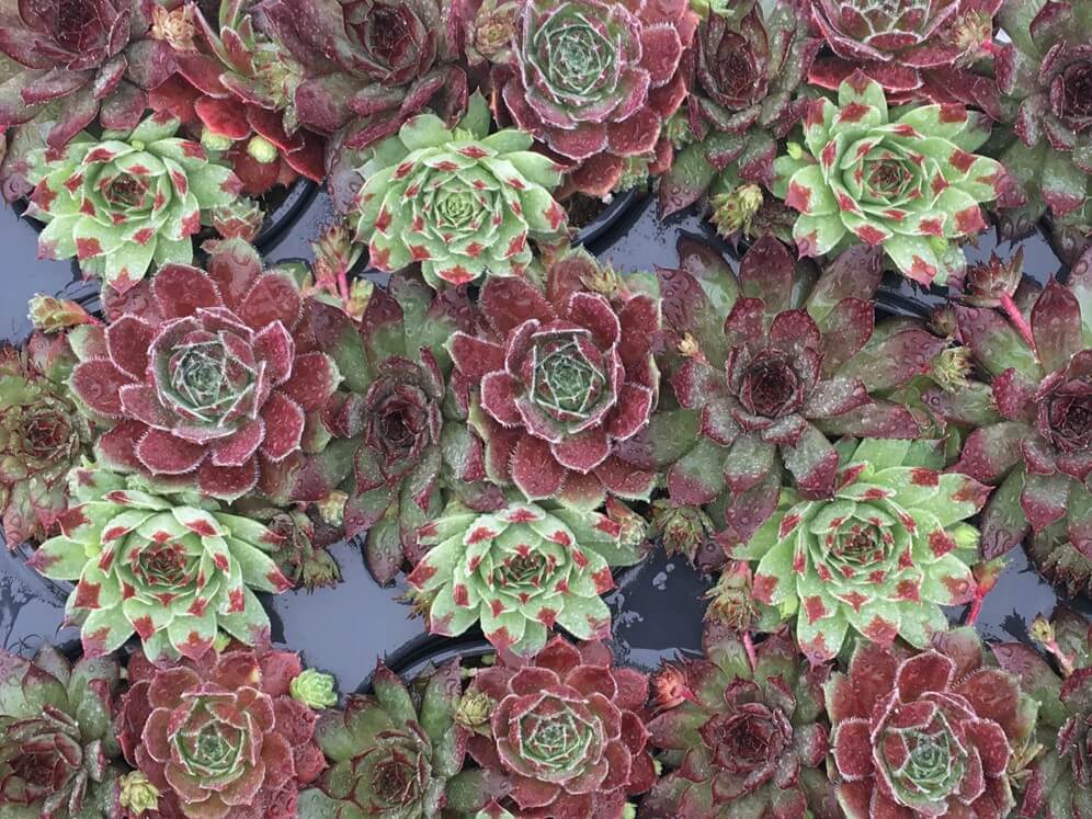 Hen & Chicks, Trio Cherry Cordial