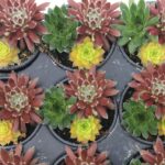 Hen & Chicks, Trio Honeycrisp Twist
