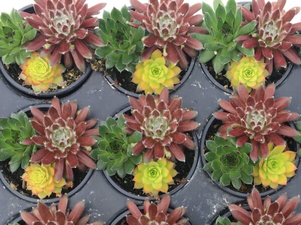 Hen & Chicks, Trio Honeycrisp Twist
