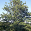 Oak, Shingle