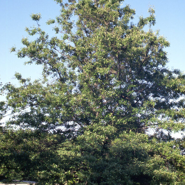 Oak, Shingle