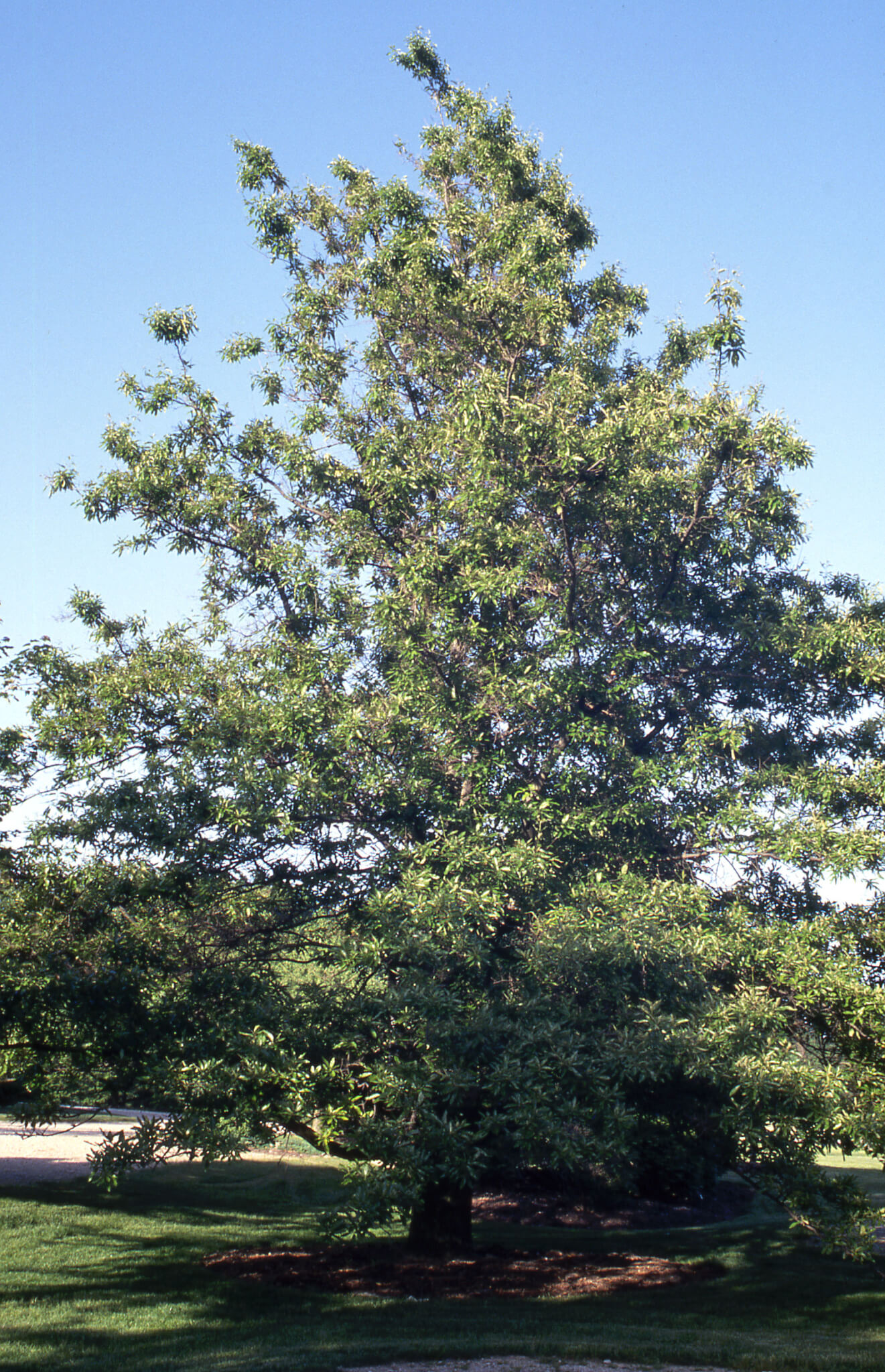 Oak, Shingle