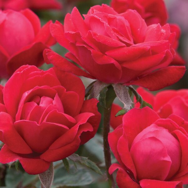 Shrub Rose, Double Red Knockout