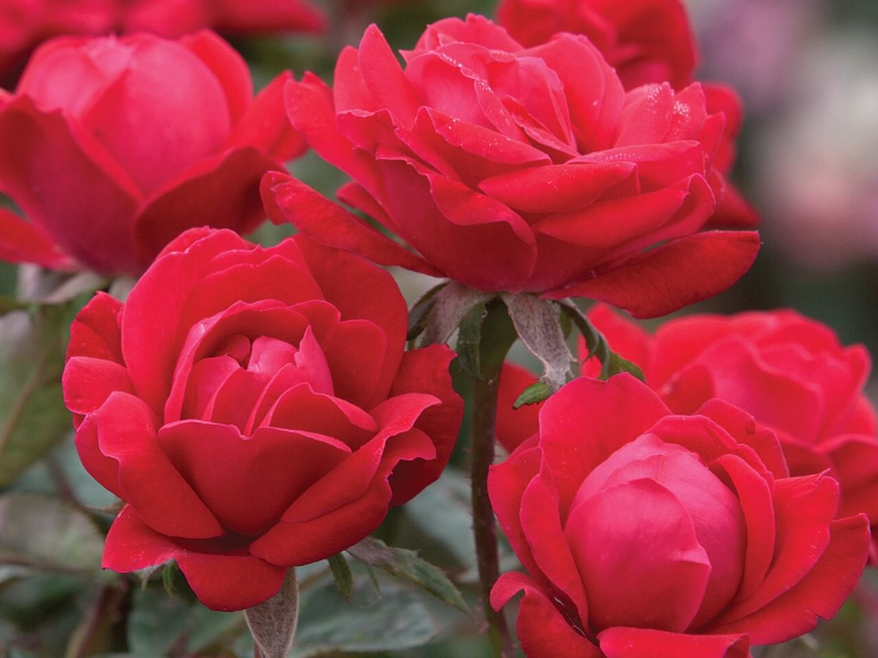 Shrub Rose, Double Red Knockout