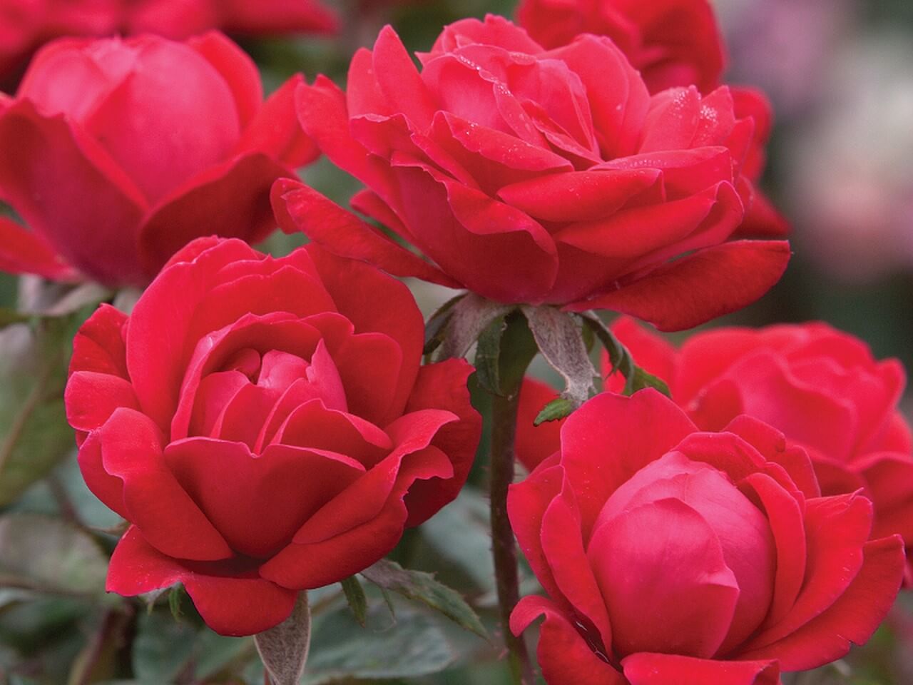 Knockout Roses Care