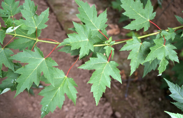 Maple, Freeman Sienna Glen - Image 2