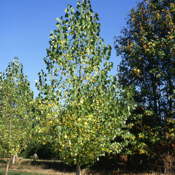 Cottonwood, Siouxland