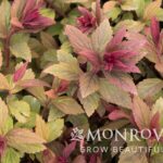 Spirea, Walberton's Plumtastic