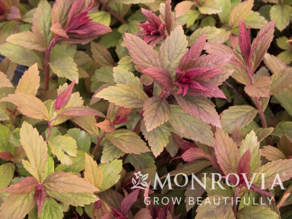 Spirea, Walberton's Plumtastic