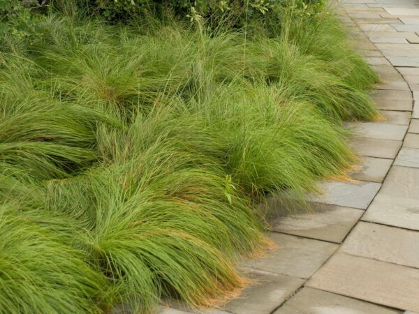 Grass, Prairie Dropseed
