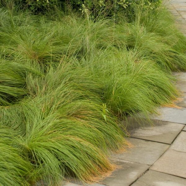 Grass, Prairie Dropseed