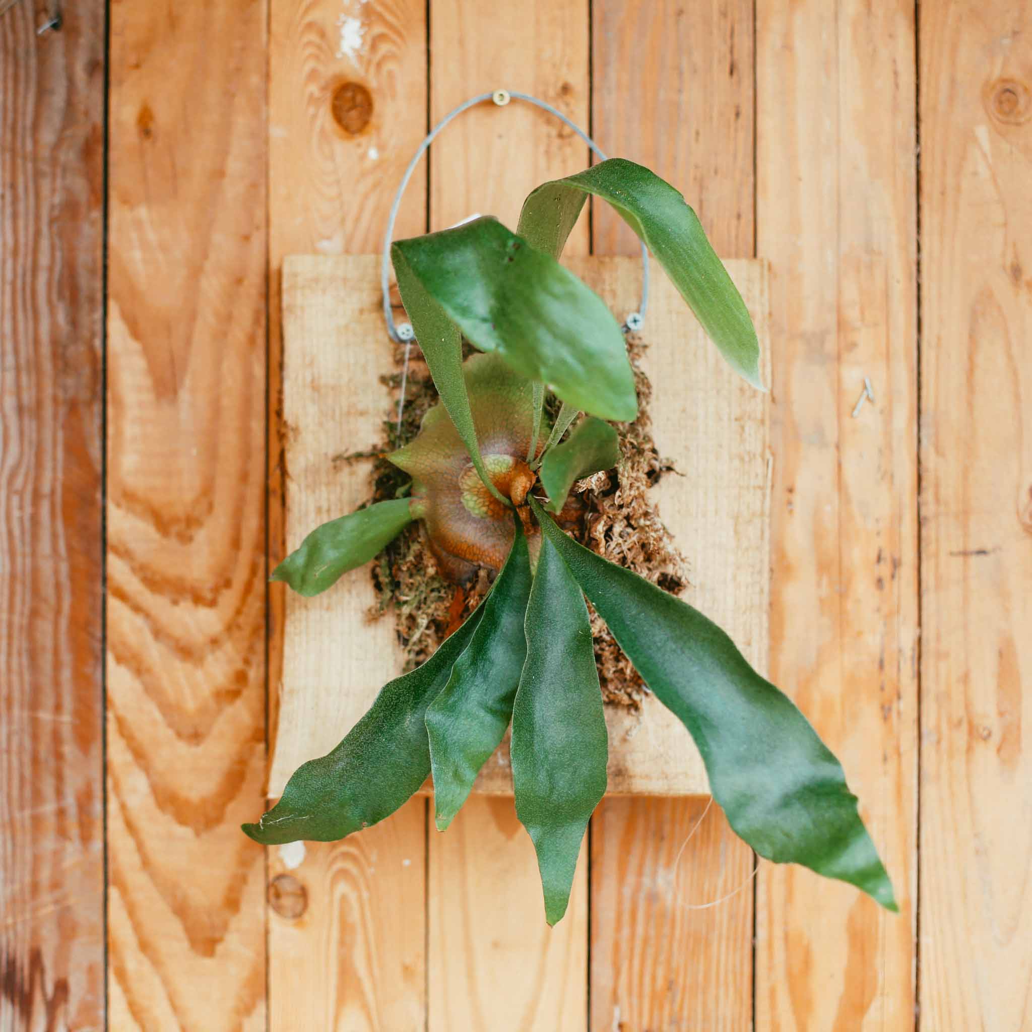 Fern, Staghorn