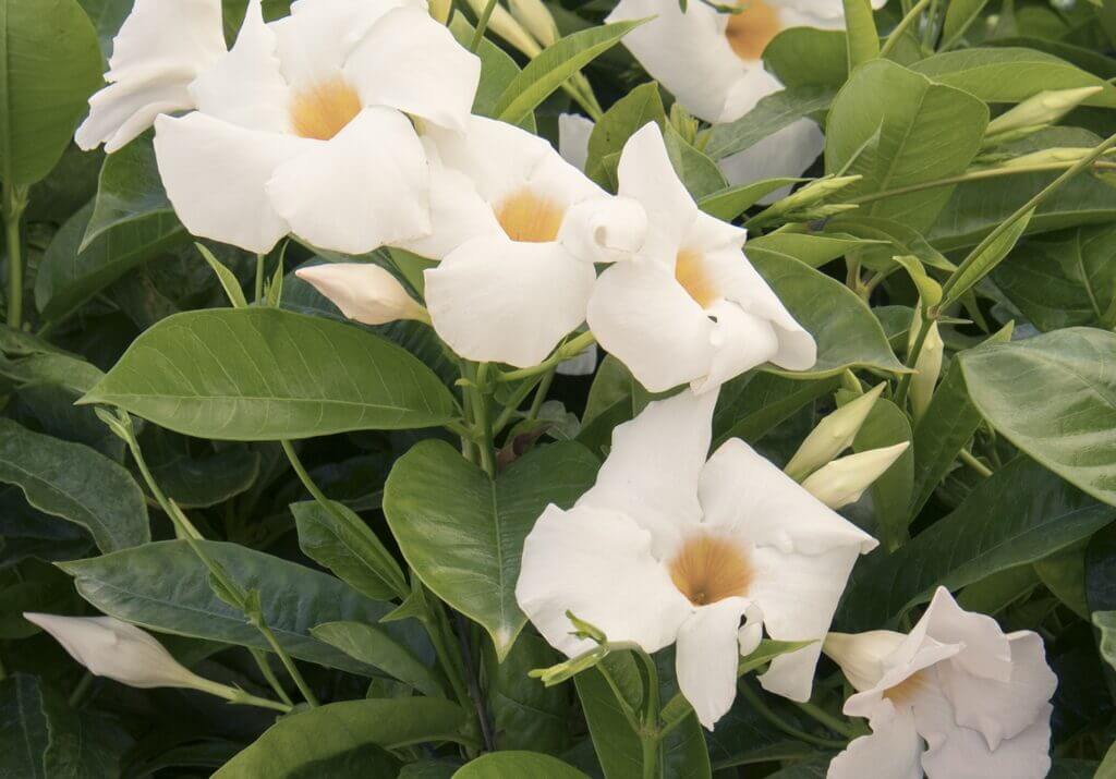 Mandevilla, Sun Parasol Giant White Campbell's Nursery